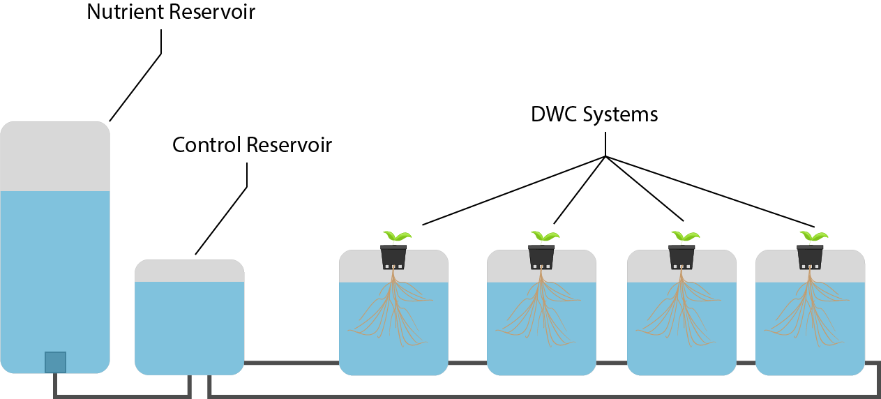 How Does A Deep Water Culture Work? - LOCUS Growers